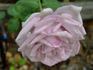 Sandra Renaissance ™ rose photo
