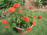Chattem Centennial ™ rose photo