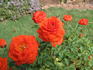 Chattem Centennial ™ rose photo