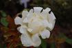 Ruffles Queen rose photo