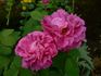 Arlequin rose photo