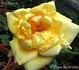 Lady Forteviot rose photo