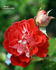 Blastoff ™ rose photo