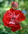 Blastoff ™ rose photo