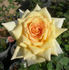 CALXAHI rose photo
