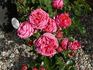 Honky Tonk Woman rose photo
