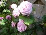 Madame Edmond Laporte rose photo