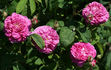 Adèle Pavić rose photo