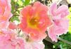 Gypsy Dancer rose photo