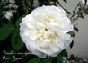 La Neige rose photo