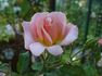 City Girl rose photo