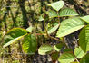 Dumortier rose photo