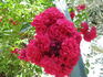 Coronation rose photo