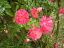 Coronation rose photo