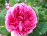 Reine des Amateurs rose photo