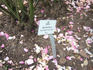 Reine des Amateurs rose photo