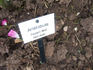 Aristobule rose photo