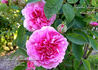 Agathe Rose rose photo