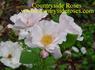 Amy Powell rose photo