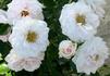 Princess Marianna rose photo