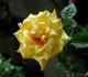 Aunt Gerry rose photo