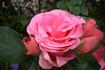 Ferrin rose photo