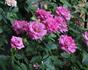 Plum Pudding ™ rose photo