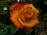 Amber® rose photo