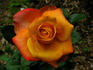 Amber® rose photo