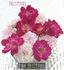 Frostfire rose photo
