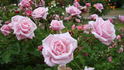 Joy O'Brien rose photo