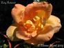 Lady Forteviot rose photo