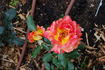 Magdeburg rose photo