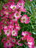 Pink Spray ® rose photo