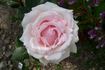 Chloe Renaissance rose photo