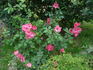 Hanseat rose photo