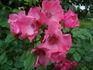Hanseat rose photo