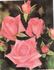 Betty Neuss rose photo