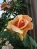 Copper Glow rose photo