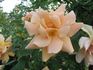 Copper Glow rose photo