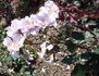 Lagoon rose photo
