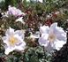 Lagoon rose photo