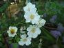 Starry Night ™ rose photo