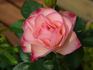 Crème fraise rose photo