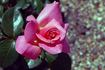 Smooth Lady rose photo