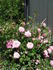 Boogie-Woogie ™ rose photo