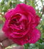 Alessa rose photo
