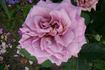 Blue Lagoon rose photo