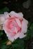 Andenken an Alma de l'Aigle rose photo