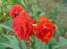 Cayenne rose photo